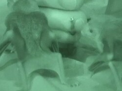 Vampire bats chew on a man's toes. Stock Footage