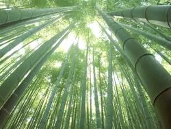 bamboo forest Stock Footage