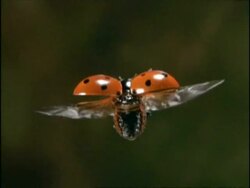 High Speed Ladybird Beetle (Coccinella 7-punctata) flying, UK Stock Footage