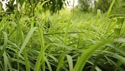 Grass swaying on meadow Stock Footage