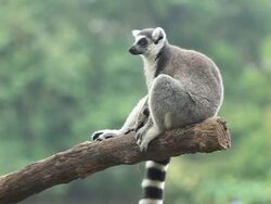 Sitting Lemur Stock Footage