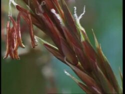 CU time lapse anthers forming on grass, England, UK Stock Footage