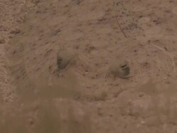 Flounder portrait (probably Bothos lunatus), Roatan Island, Honduras  Stock Footage