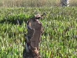 Duck Looking All Around His Nest Stock Footage