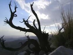 Dead juniper bush time lapse and Coachella Valley Stock Footage