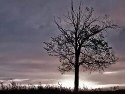 HD MOTION TIME-LAPSE: Storm Clouds Over A Tree Stock Footage