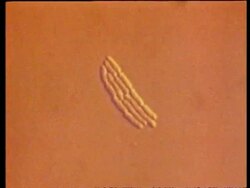 CU microscopic view of Bacteria E coli multiplying, time lapse Stock Footage