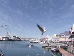 MS LA Couple feeding seagulls by waterfront / Western Cape, South Africa Stock Footage