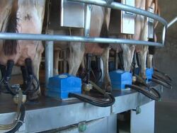 Cow Milking Carousel Stock Footage
