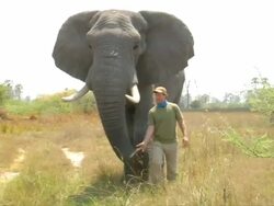 MS ZO TS Shot of man walking with elephant towards / ghanzi district, ghanzi district, botswana Stock Footage