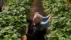 Female farm workers pick strawberries from raised beds in modern farming poly tunnel. Stock Footage