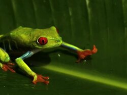 Close Up Slow Motion - Red eyed tree on leaf jumps out of frame, turntable shot / Costa Rica Stock Footage