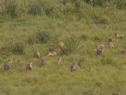crowd of deer eat grass Stock Footage