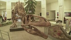 CLEAN : Gigantic dinosaur remains go on display in Argentina News Clip