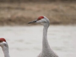 CU SLO MO Shot of Sandhill Crane, Grus canadensis calling / Kearney, Nebraska, United States Stock Footage