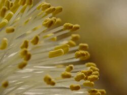 T/L tree flowers, Willow (Salix sp.) catkin flowering, United Kingdom, BCU Stock Footage