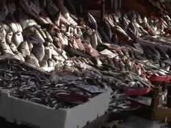 TD from fish to buckets of sih at fish market Stock Footage