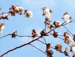 cotton flower Stock Footage