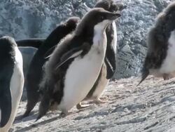 MS TS Shot of Adelie Penguin (Pygoscelis adeliae) small group of adolescent chicks with down feathers and running up slanting hill / Antarctica Stock Footage