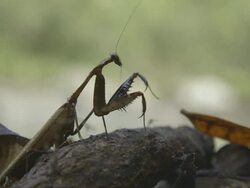 Dead leaf Mantis on leaf litter grooming Stock Footage