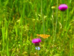Butterfly on a flower Stock Footage