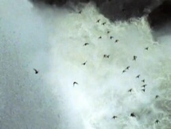 birds flying by Iguacu Waterfall NTSC Stock Footage