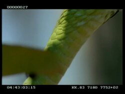 CU Boomslang snake's head in tree Stock Footage