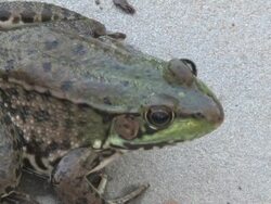 Frog 4 - HD 1080/30f Stock Footage