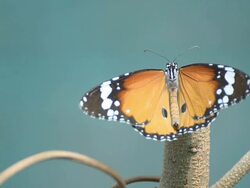 Monarch butterfly HD Stock Footage