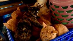 Cats sleeping Stock Footage