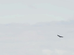 MS TS Shot of hawk flies over Oregon countryside with farms and distant homes / Cornelius, Oregon, United States  Stock Footage