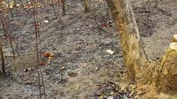 Panning of land after burning Stock Footage
