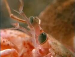 CU underwater view of Hermit Crab, Eupagurus bernhardus, moving antennae and eye, United Kingdom Stock Footage