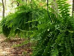 Hanging ferns Stock Footage