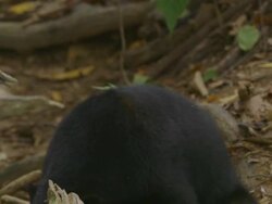 CU Sun bear eating and looking / Sandakan, Sabah, Malaysia Stock Footage
