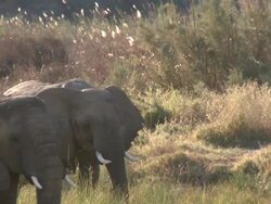 Desert Elephants (Loxodonta africana), Ugab River Basin, Namibia: desert-dwelling population of African Bush Elephant though not distinct subspecies Stock Footage