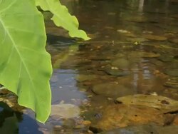 Swamp ,HD Stock Footage