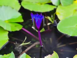 Timelapse of Blue lotus Blooming in the moring Stock Footage