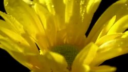 Corn marigold CU flower in beautiful light with water drops Stock Footage