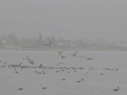 Seagulls Stock Footage