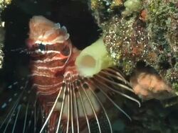 ECU Broad barred fire fish hiding in crevice covered with coral and sponges / Matola, Maputo, Mozambique Stock Footage