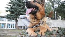 Man with the dog Stock Footage