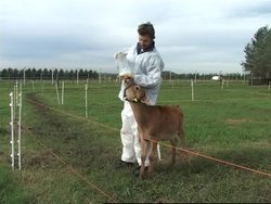 Genetically modified cloned calves born in Argentina News Clip