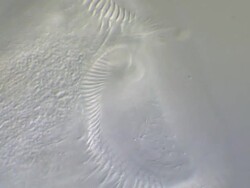 Stentor, ECU cilia beating Stock Footage