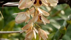 orchids Stock Footage