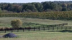 VOICED : A French touch for Virginia vineyards News Clip