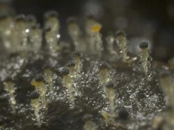 T/L dung fungi (Pilobolus sp.)on cow dung take 6, UK Stock Footage