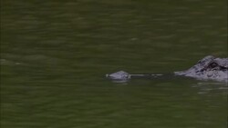 A swimming alligator peers across rippling water in Florida. Stock Footage