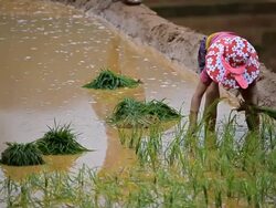 terraced rice field in Mu Chang Chai, Vietnam Stock Footage