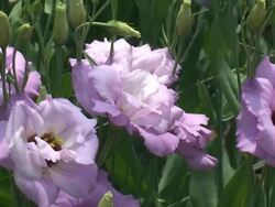 Lisianthus Flower Farm Stock Footage